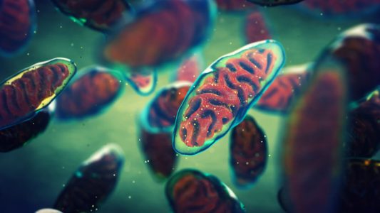 Mitocondrias entre células y endocitosis sin clatrina (Mayo 2023)